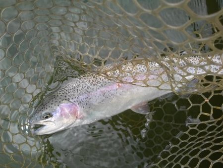 大安トラウトレイク 釣果